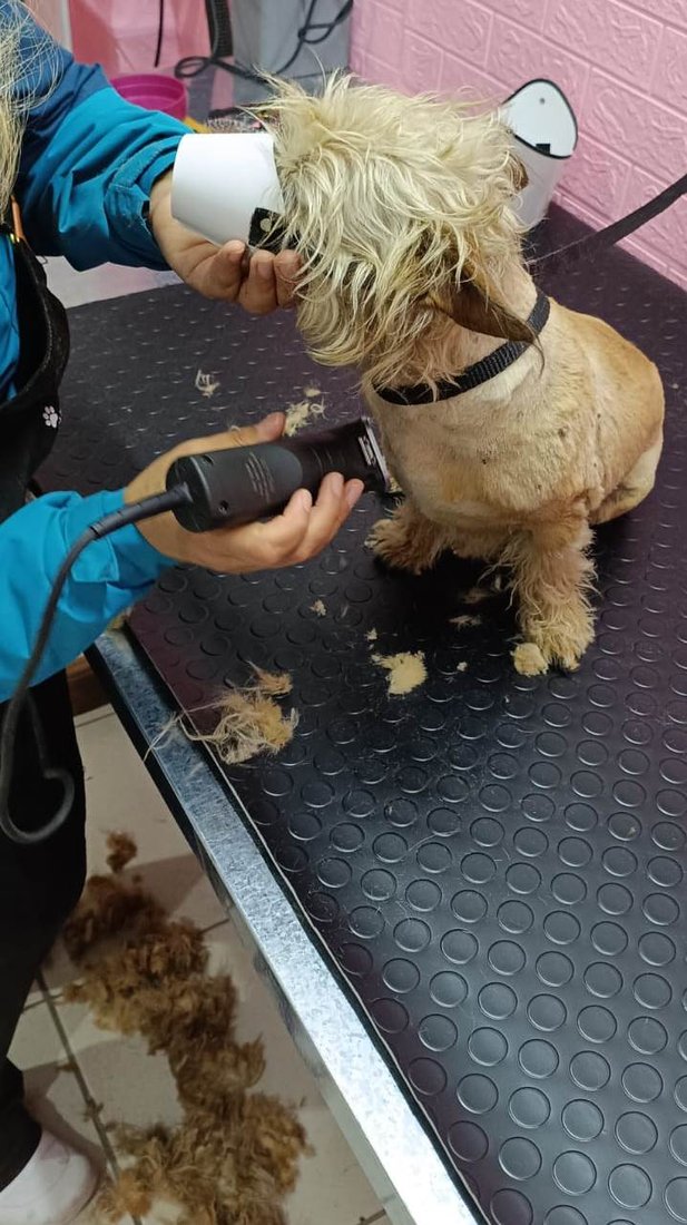 Cachorro recebendo tosa na máquina