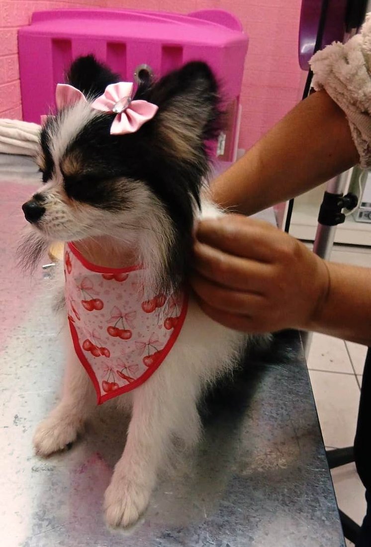 Cachorro com laço rosa e bandana de cerejinha