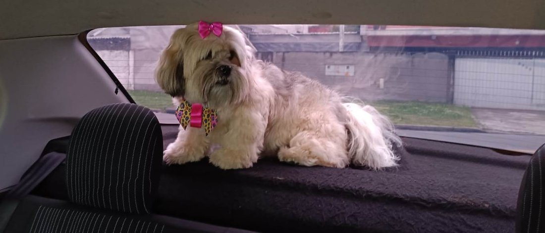 Shih tzu com laço voltando para casa no banco do carro