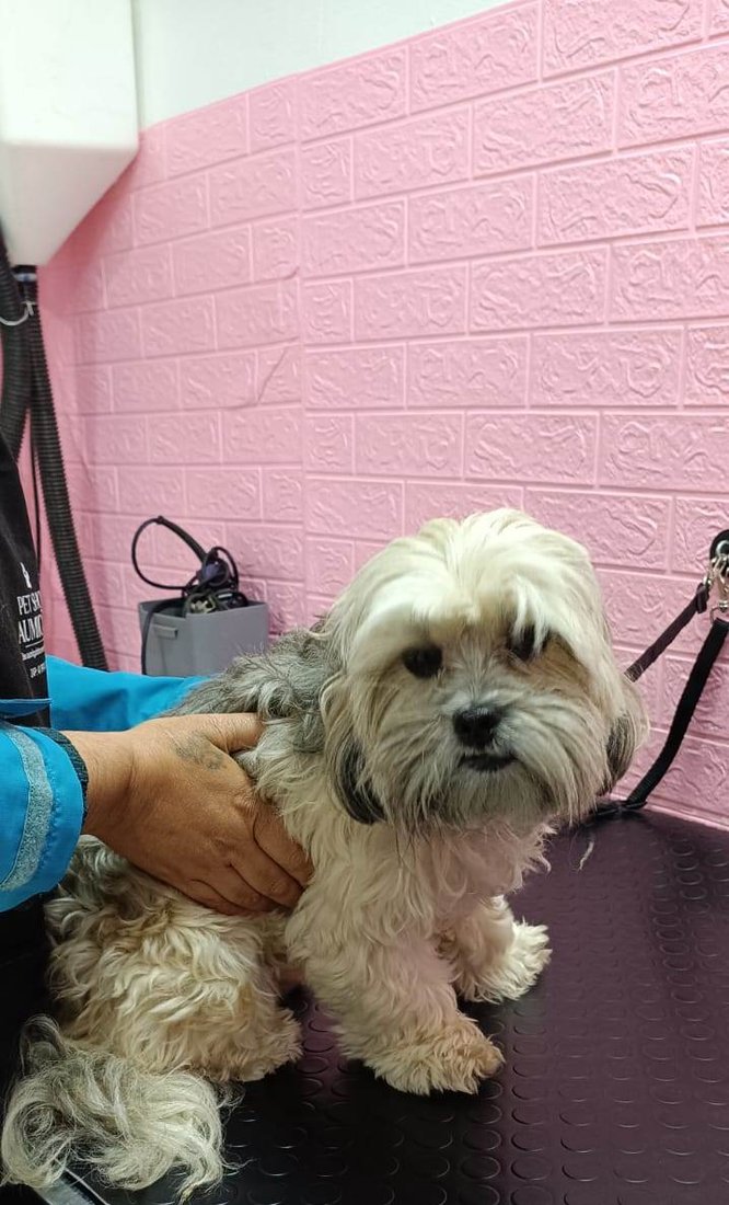Shih tzu com pelo escovado e cheiroso após a tosa